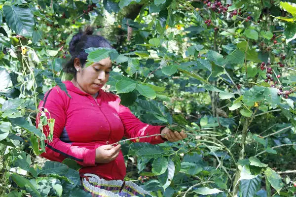 Manos que cultivan